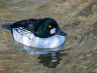 Schellente Männchen